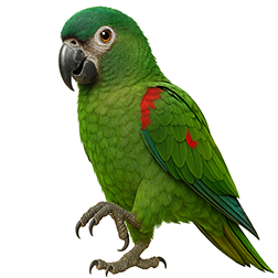 Hahn’s Macaw